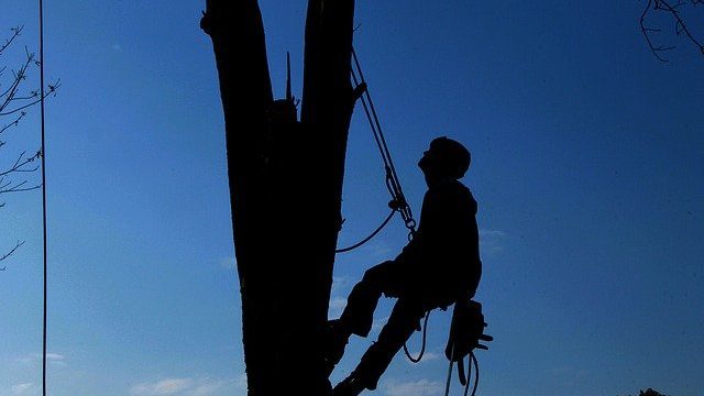 5 Reasons to Hire a Tree Service in Surprise Arizona